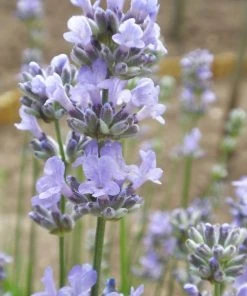 Roots Plants 15 Lavender 'Munstead' | Plug Plants Perennials
