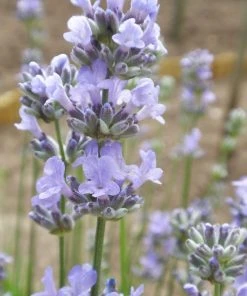 Roots Plants Lavender 'Munstead' Perennials