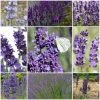 Roots Plants Perennials Lavender Collection | 4 X 2L Pots