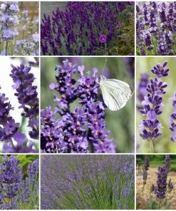 Roots Plants Perennials 15 Lavender Collection | Plug Plants