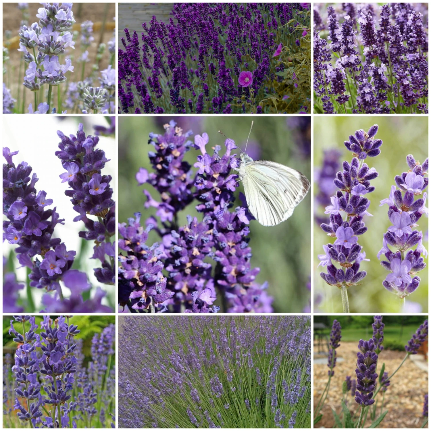 Roots Plants Perennials 15 Lavender Collection | Plug Plants 3 Roots Plants Perennials 15 Lavender Collection | Plug Plants