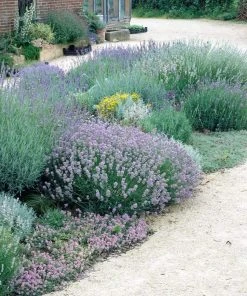 Roots Plants Perennials Lavender Collection | 4 X 2L Pots