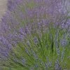 Roots Plants 15 Lavender 'Grosso' | Plug Plants Perennials