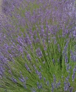 Roots Plants 15 Lavender 'Grosso' | Plug Plants Perennials