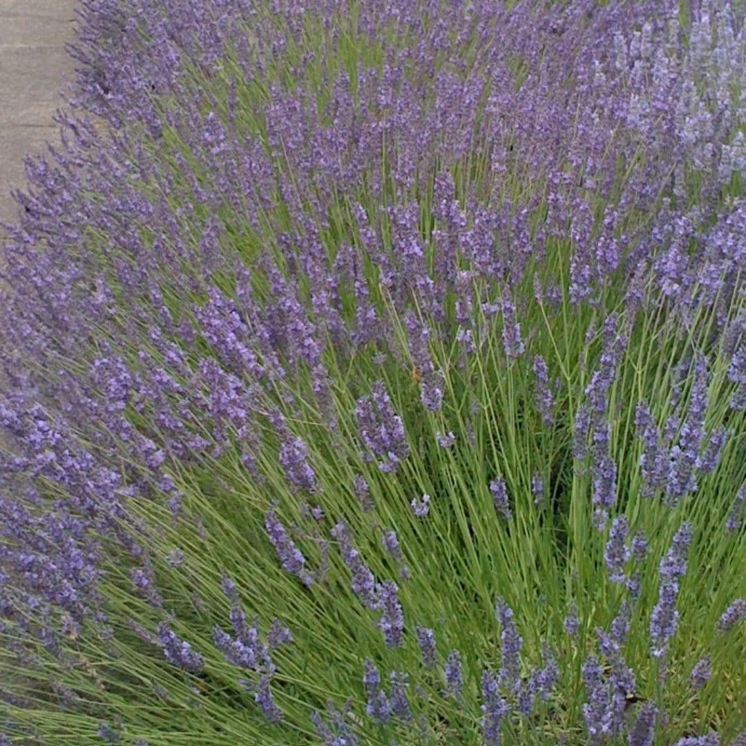 Roots Plants Perennials 15 Lavender Collection | Plug Plants 7 Roots Plants Perennials 15 Lavender Collection | Plug Plants