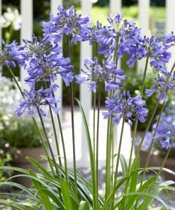 Roots Plants Agapanthus 'Ever Sapphire' 3L Pot