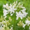 Roots Plants Agapanthus 'Ever White' 3L Pot Perennials