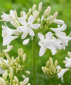 Roots Plants Agapanthus 'Ever White' 3L Pot Perennials
