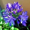 Roots Plants Agapanthus 'Lapis Lazuli' 2L Pot Perennials