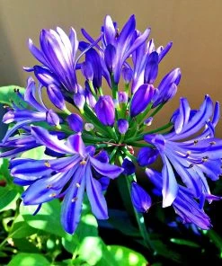 Roots Plants Agapanthus 'Lapis Lazuli' 2L Pot Perennials