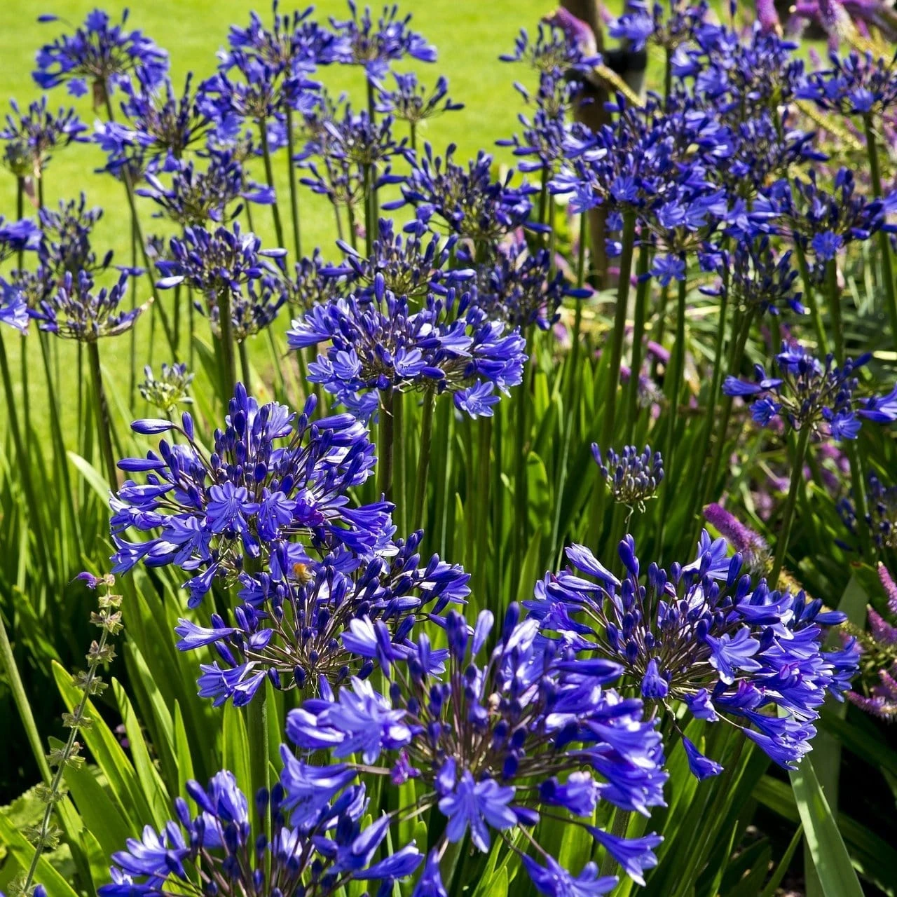 Roots Plants Agapanthus 'Lapis Lazuli' 2L Pot Perennials 4 Roots Plants Agapanthus 'Lapis Lazuli' 2L Pot Perennials