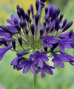 Roots Plants Perennials Agapanthus 'Royal Velvet' 3L Pot