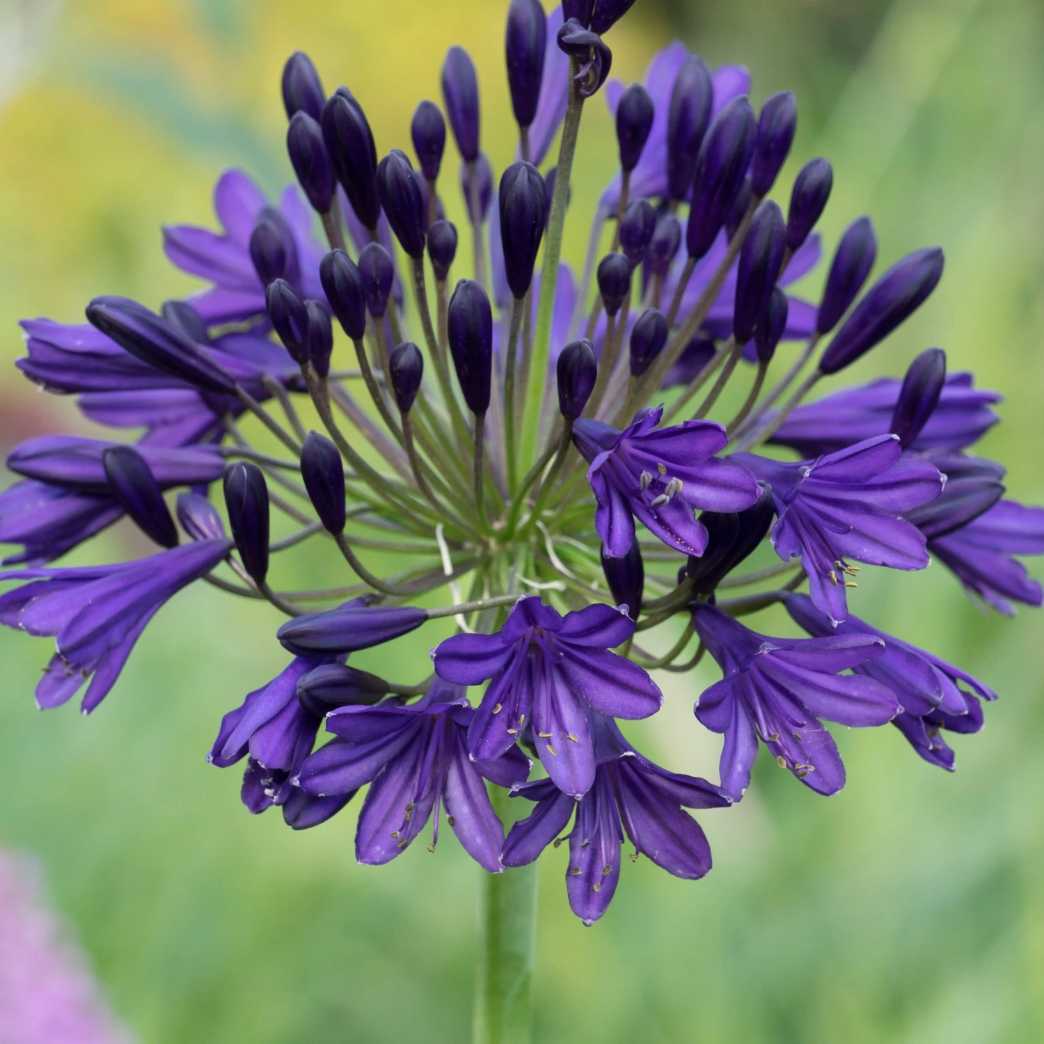 Roots Plants Perennials Agapanthus 'Royal Velvet' 3L Pot 3 Roots Plants Perennials Agapanthus 'Royal Velvet' 3L Pot