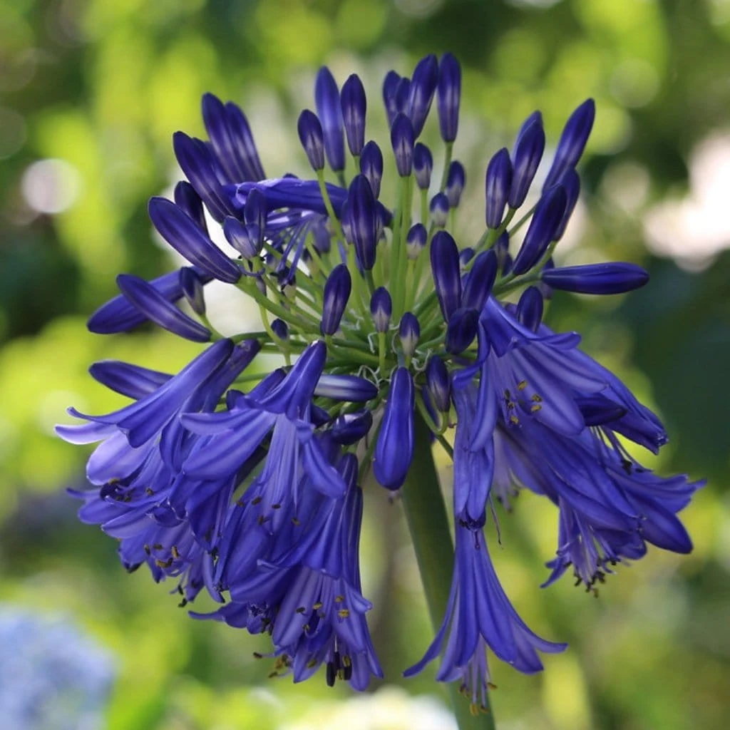 Roots Plants Perennials Agapanthus 'Royal Velvet' 3L Pot 4 Roots Plants Perennials Agapanthus 'Royal Velvet' 3L Pot