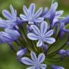 Roots Plants Perennials Agapanthus 'Sweet Surprise' 3L Pot
