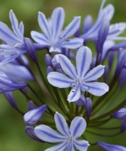 Roots Plants Perennials Agapanthus 'Sweet Surprise' 3L Pot