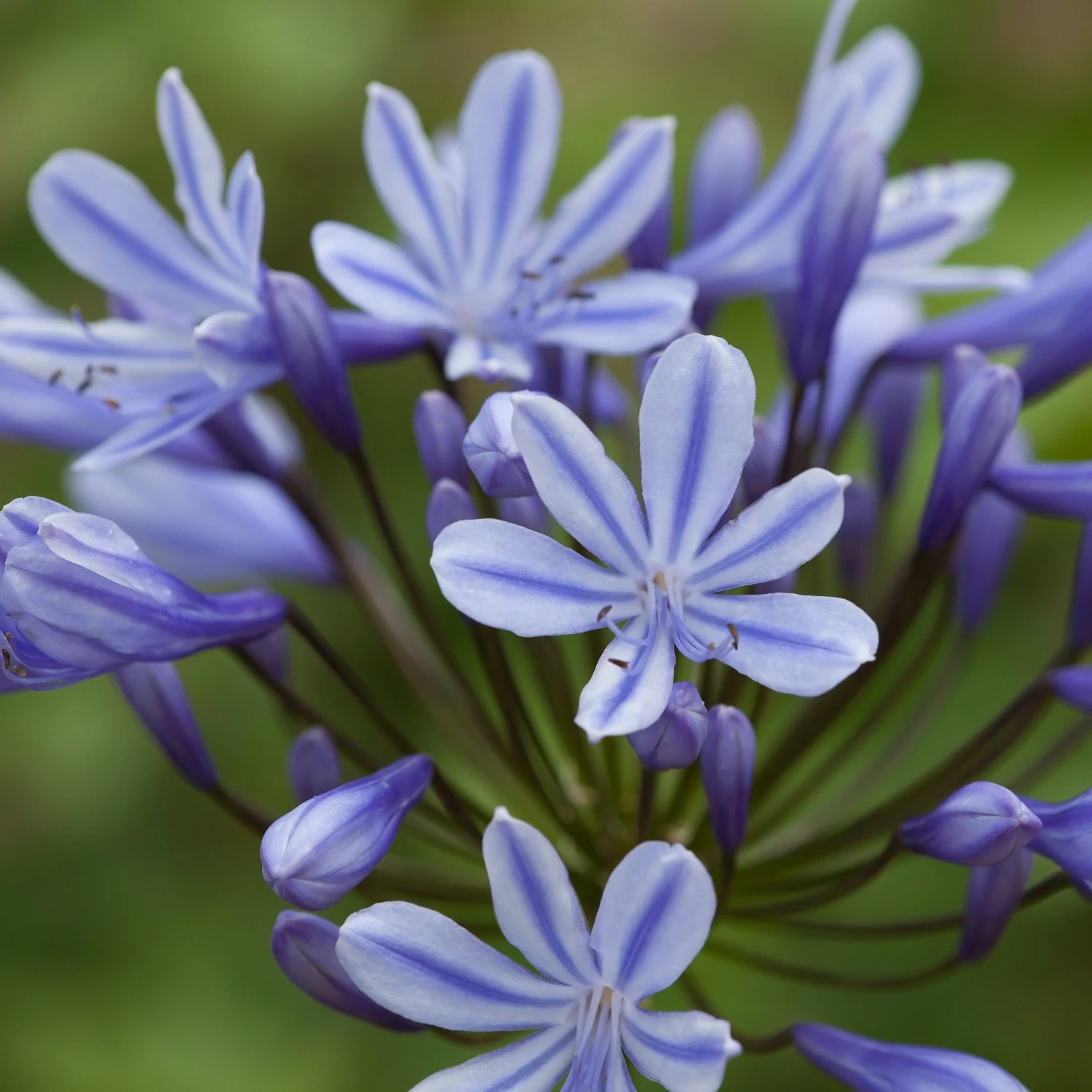 Roots Plants Perennials Agapanthus 'Sweet Surprise' 3L Pot 3 Roots Plants Perennials Agapanthus 'Sweet Surprise' 3L Pot