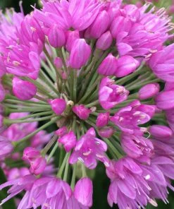 Roots Plants Allium Millenium' 3L Pot 10 Roots Plants Allium Millenium' 3L Pot