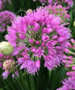 Roots Plants Allium Millenium' 3L Pot 12 Roots Plants Allium Millenium' 3L Pot