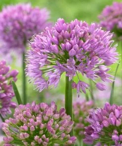 Roots Plants Allium Millenium' 3L Pot 11 Roots Plants Allium Millenium' 3L Pot