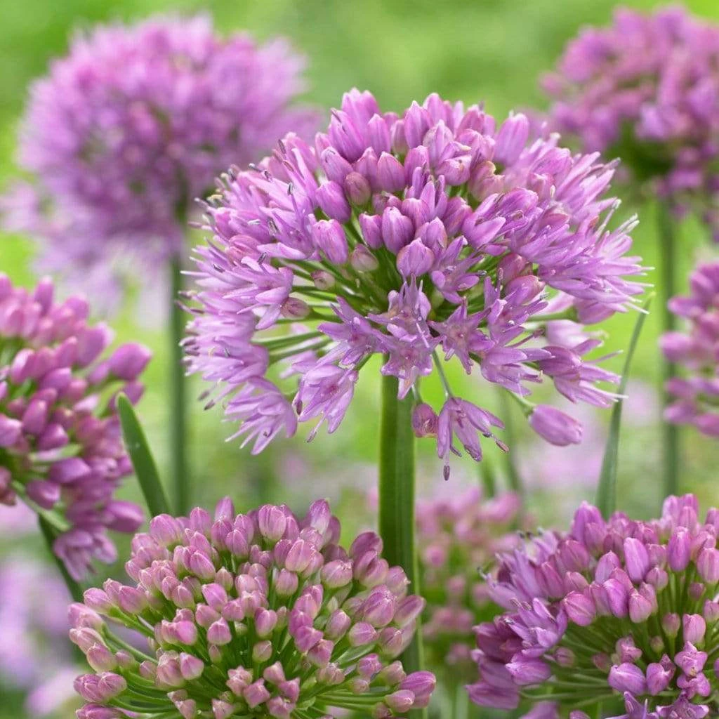 Roots Plants Allium Millenium' 3L Pot 6 Roots Plants Allium Millenium' 3L Pot