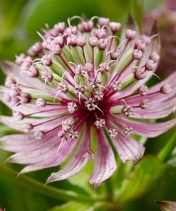 Roots Plants Perennials Astrantia 'Sparkling Stars Pink' 3L Pot