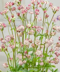 Roots Plants Perennials Astrantia 'Sparkling Stars Pink' 3L Pot