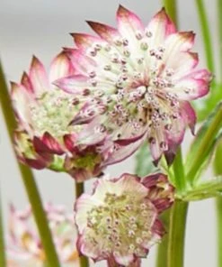 Roots Plants Perennials Astrantia 'Sparkling Stars Pink' 3L Pot