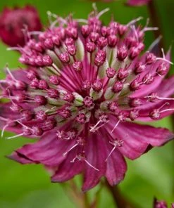 Roots Plants Astrantia 'Sparkling Stars Red' Perennials