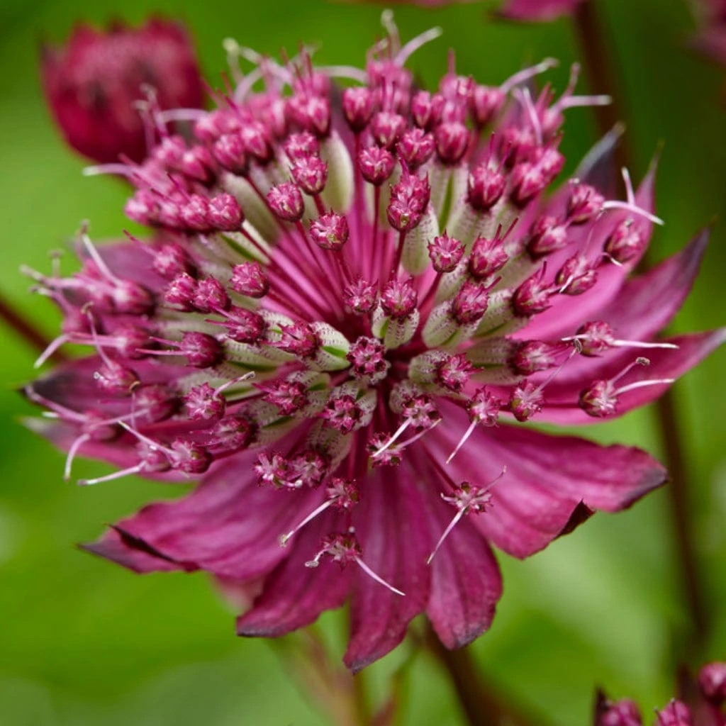 Roots Plants Astrantia 'Sparkling Stars Red' Perennials 4 Roots Plants Astrantia 'Sparkling Stars Red' Perennials
