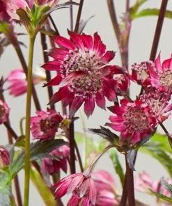 Roots Plants Astrantia 'Sparkling Stars Red' Perennials 8 Roots Plants Astrantia 'Sparkling Stars Red' Perennials