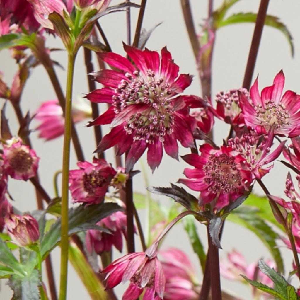 Roots Plants Astrantia 'Sparkling Stars Red' Perennials 5 Roots Plants Astrantia 'Sparkling Stars Red' Perennials