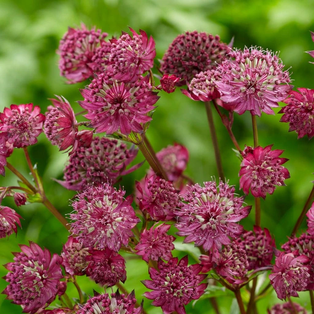 Roots Plants Astrantia 'Sparkling Stars Red' Perennials 6 Roots Plants Astrantia 'Sparkling Stars Red' Perennials