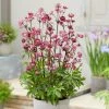 Roots Plants Astrantia 'Sparkling Stars Red' Perennials