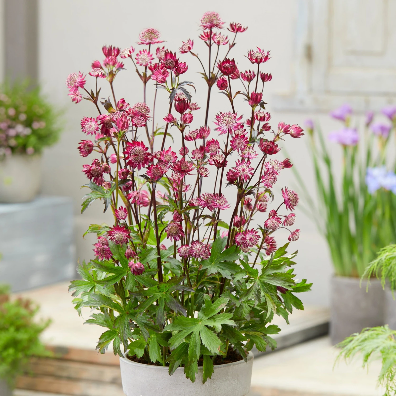 Roots Plants Astrantia 'Sparkling Stars Red' Perennials 3 Roots Plants Astrantia 'Sparkling Stars Red' Perennials