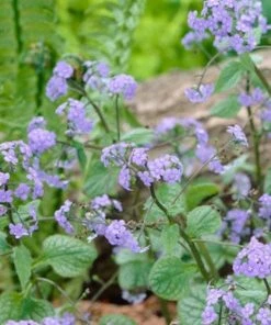 Roots Plants Brunnera 'Jack Frost'