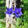 Roots Plants Campanula 'Hirsch Blue' 3L Pot