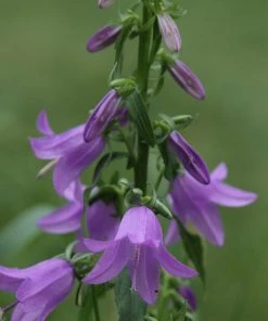 Roots Plants Perennials Campanula 'Sago' 3L Pot