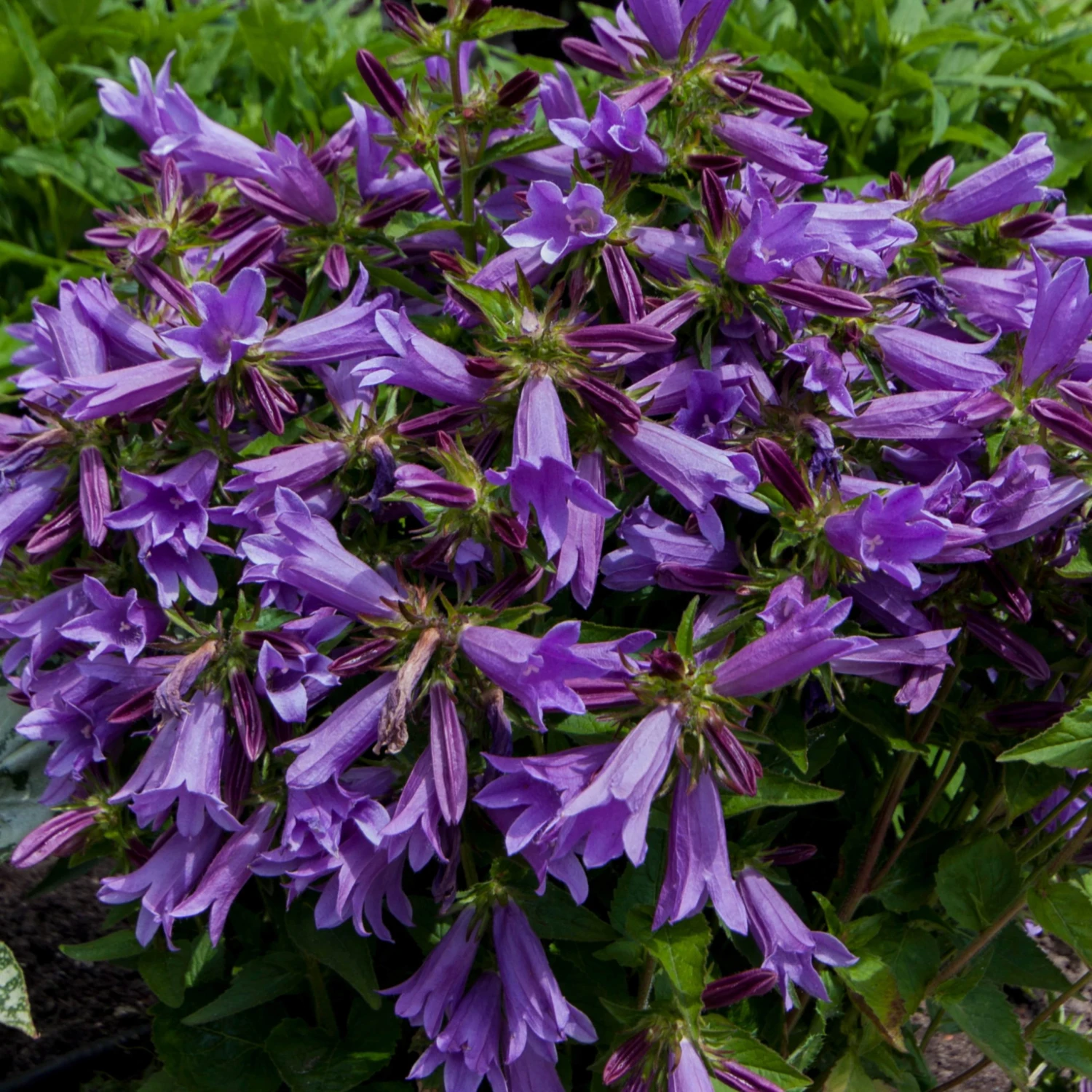 Roots Plants Campanula 'Viking' 3L Pot 4 Roots Plants Campanula 'Viking' 3L Pot