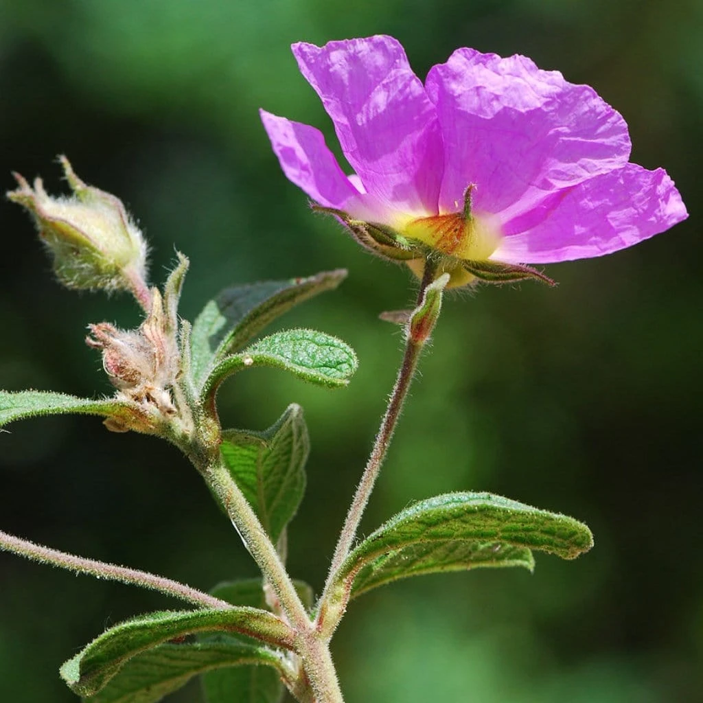 Roots Plants Perennials Cistus 'Creticus' 3L Pot 4 Roots Plants Perennials Cistus 'Creticus' 3L Pot