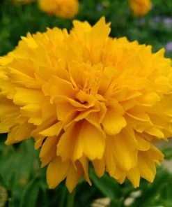 Roots Plants Perennials Coreopsis'Golden Sphere' 3L Pot