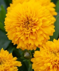 Roots Plants Perennials Coreopsis 'Golden Sphere' 3L Pot