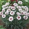 Roots Plants Dianthus Scented 'Coconut Sundae' 2L Pot Perennials 1 Roots Plants Dianthus Scented 'Coconut Sundae' 2L Pot Perennials