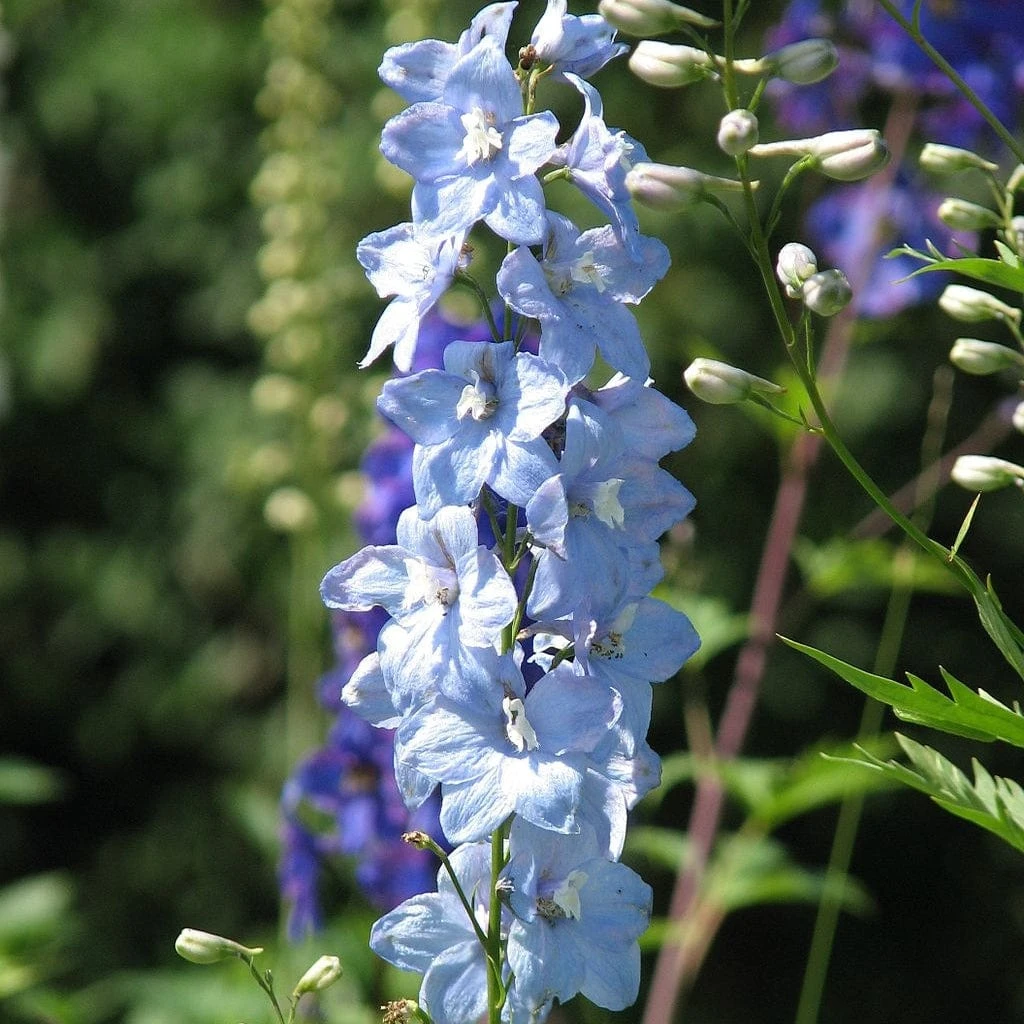 Roots Plants Delphinium 'Light Blue White Bee' Perennials 4 Roots Plants Delphinium 'Light Blue White Bee' Perennials