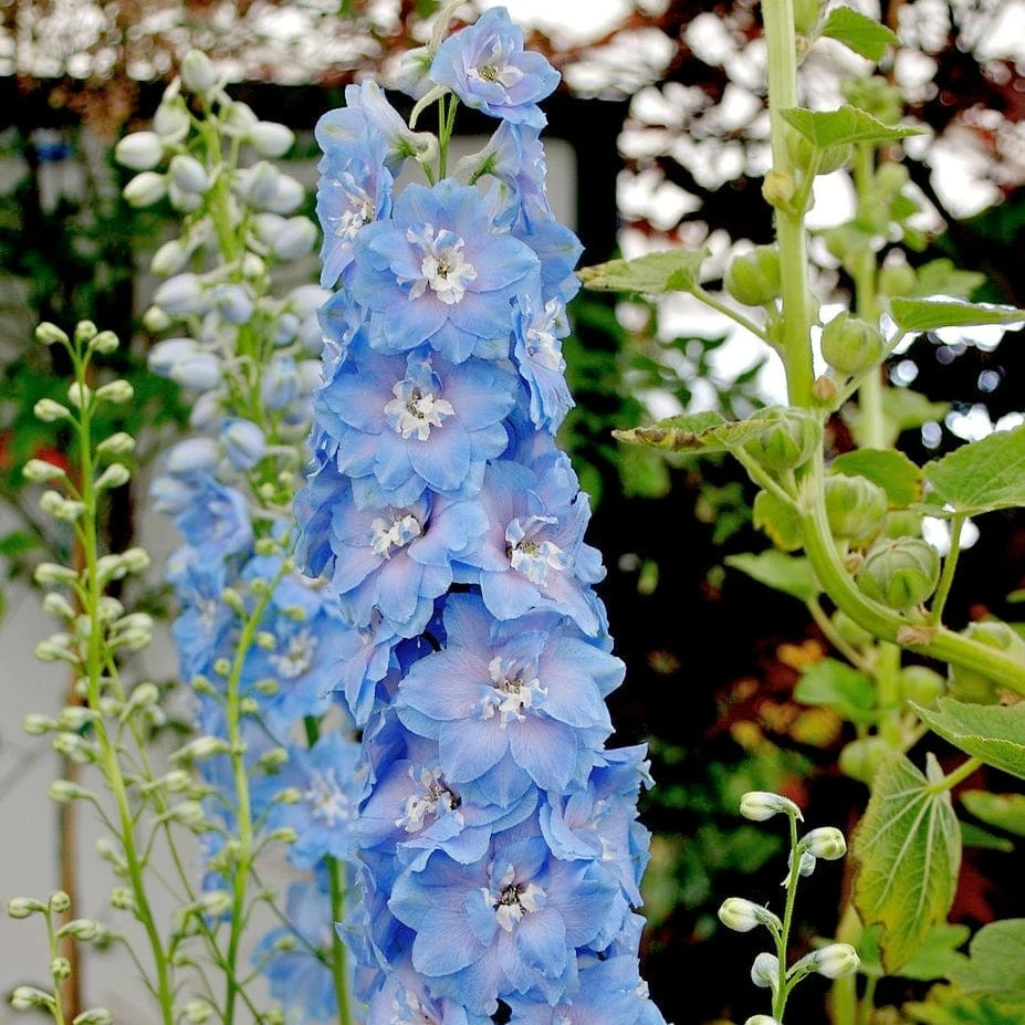 Roots Plants Delphinium 'Light Blue White Bee' Perennials 5 Roots Plants Delphinium 'Light Blue White Bee' Perennials