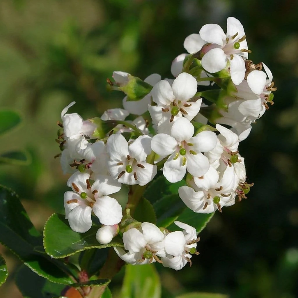 Roots Plants Escallonia 'Iveyi' 3 Roots Plants Escallonia 'Iveyi'