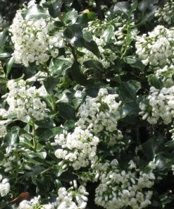 Roots Plants Escallonia 'Iveyi'