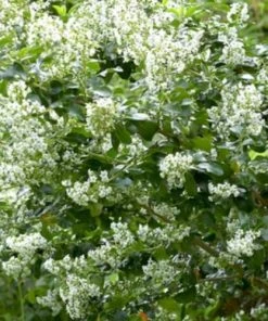 Roots Plants Escallonia 'Iveyi' 9 Roots Plants Escallonia 'Iveyi'