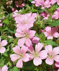 Roots Plants Geranium 'Vision Pink' 1L Pot