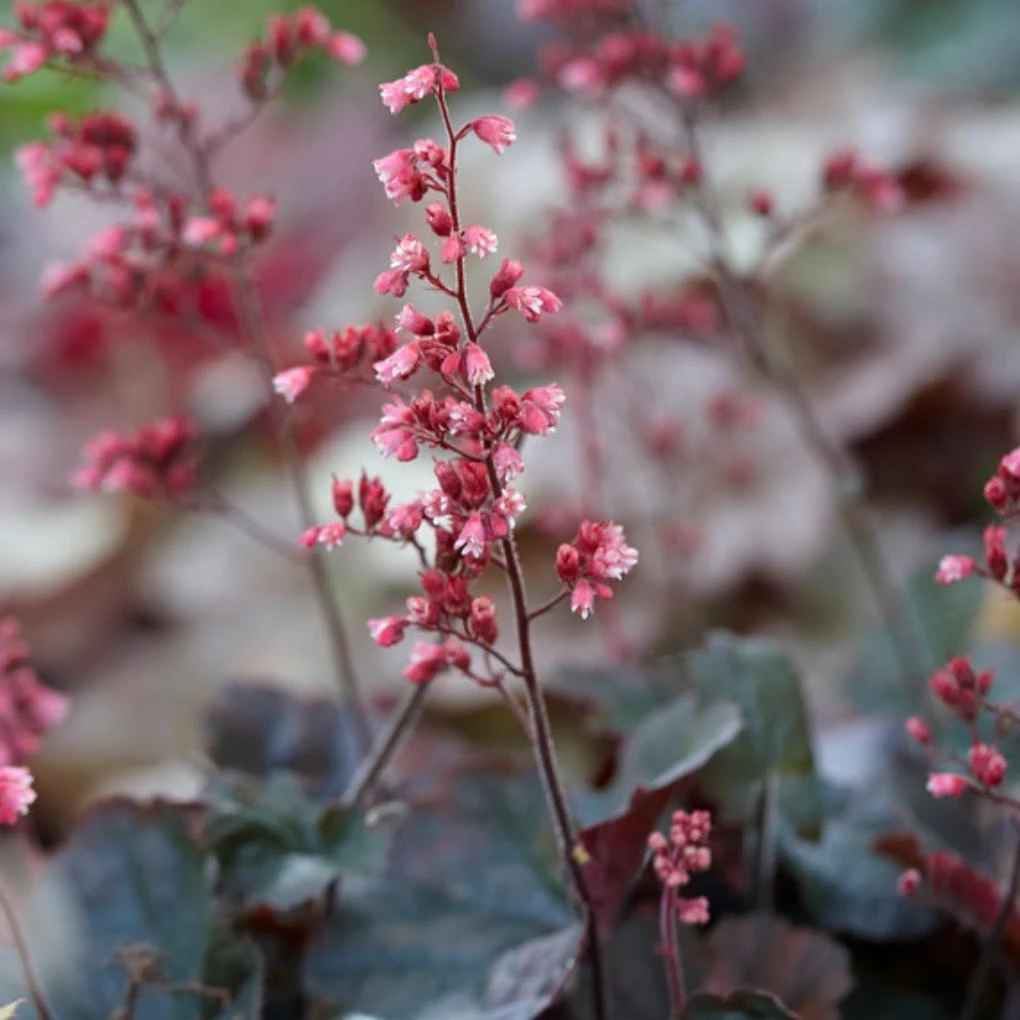 Roots Plants Perennials Heuchera 'Cassis' 3L Pot 4 Roots Plants Perennials Heuchera 'Cassis' 3L Pot
